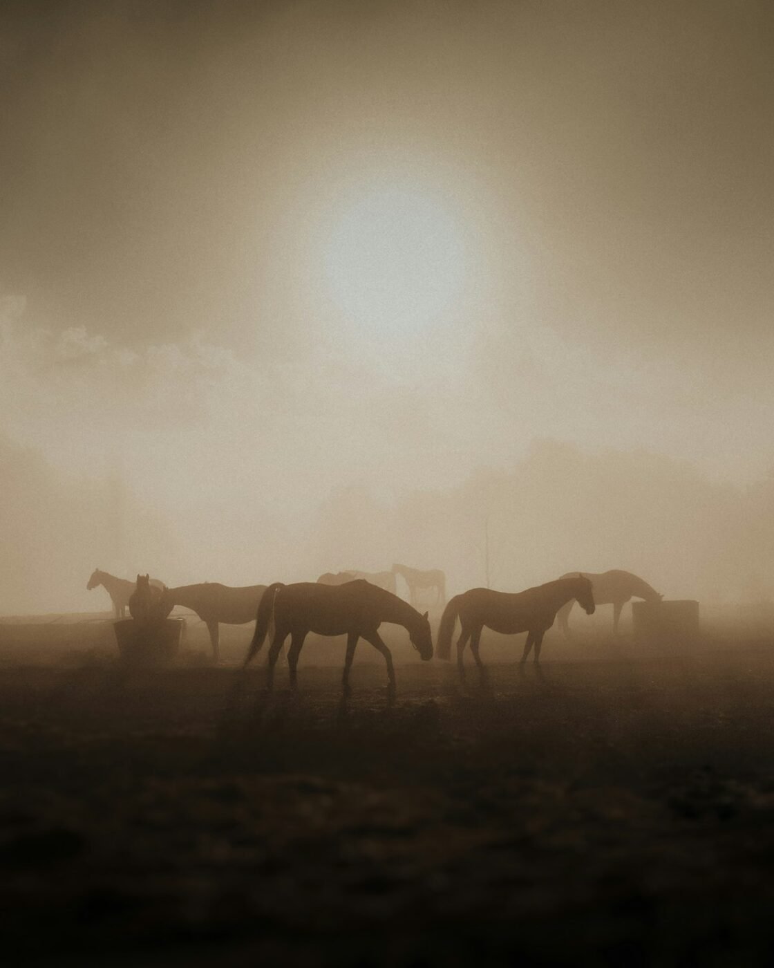 Portret van een paard van dichtbij
